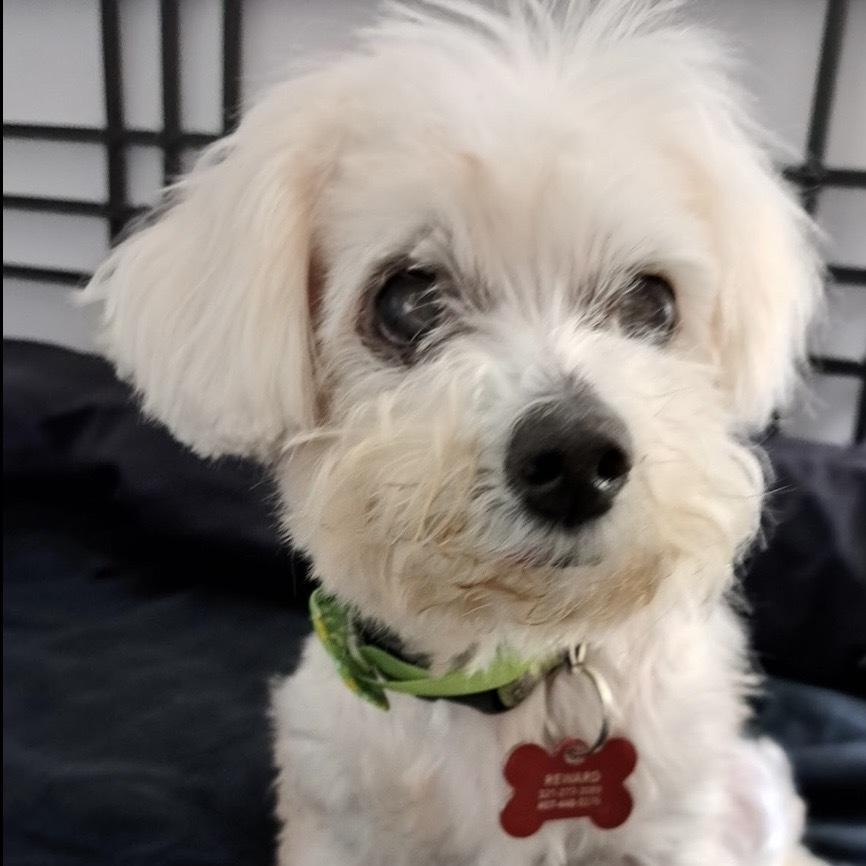 Daisy, a Adoptable mixed breed in Orlando, FL image 3/5