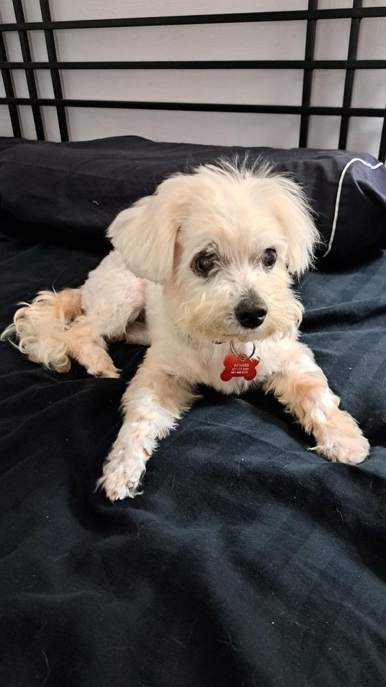 Daisy, a Adoptable mixed breed in Orlando, FL image 4/5