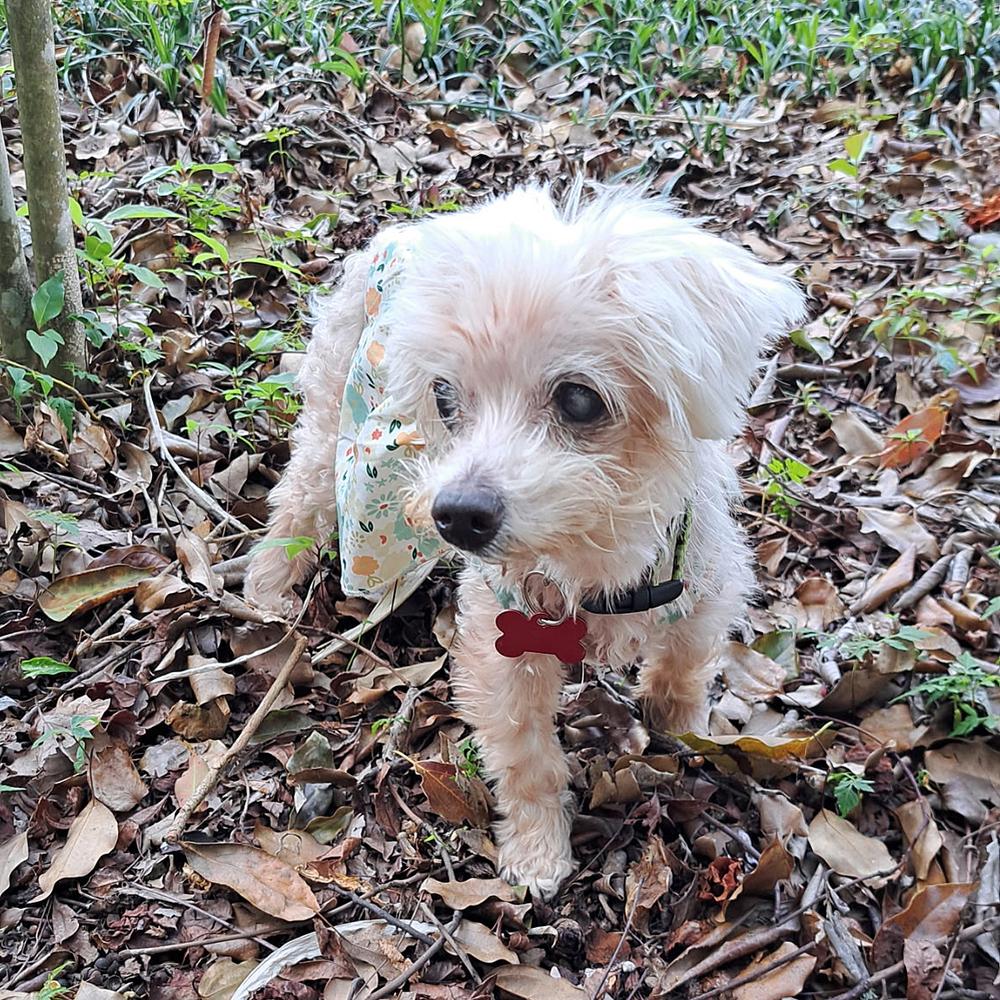 Enlarge Daisy, a Adoptable mixed breed in Orlando, FL image 2/5