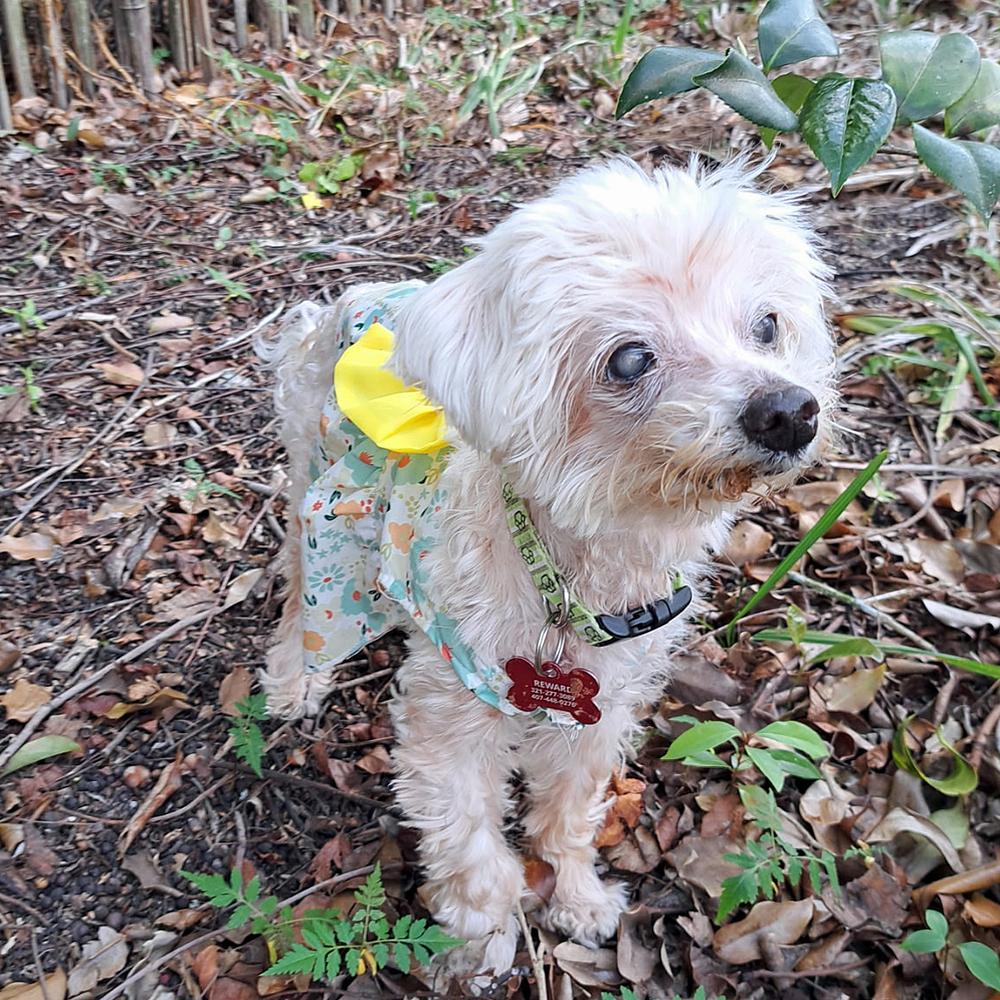 Enlarge Daisy, a Adoptable mixed breed in Orlando, FL image 3/5