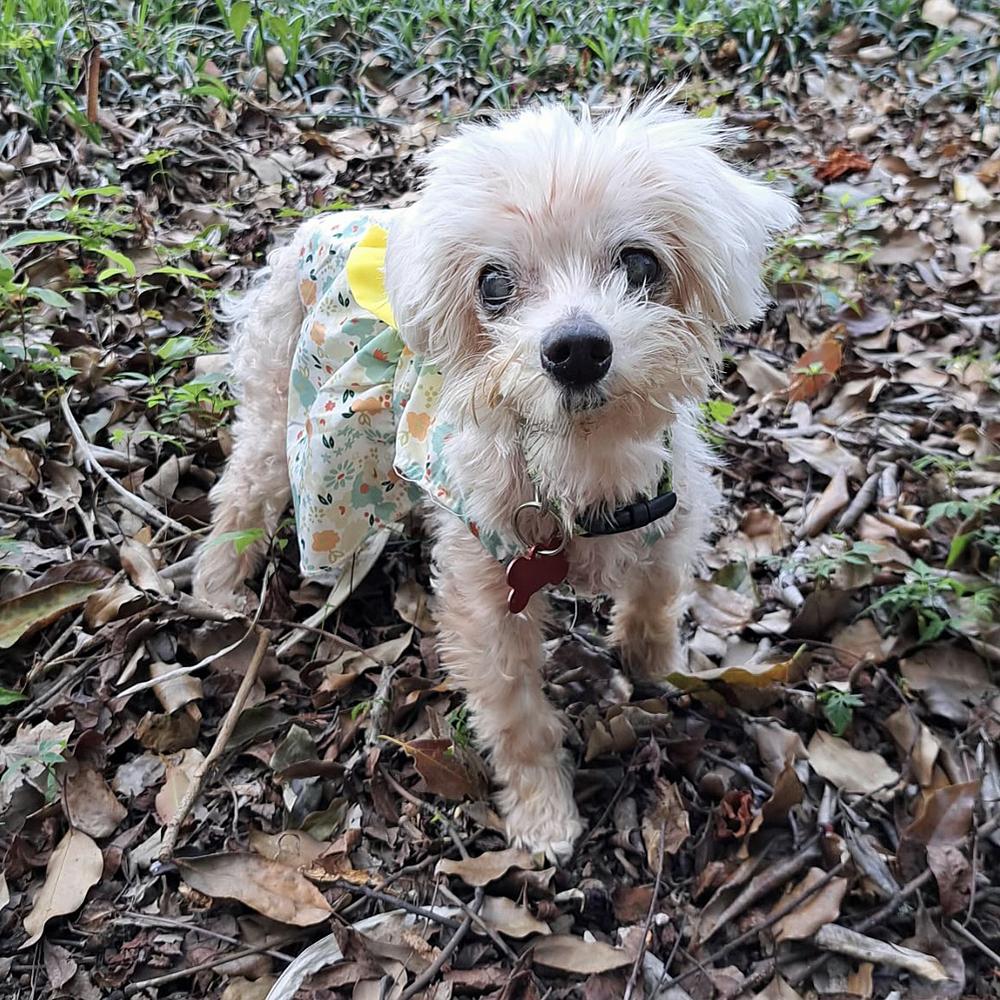 Enlarge Daisy, a Adoptable mixed breed in Orlando, FL image 4/5