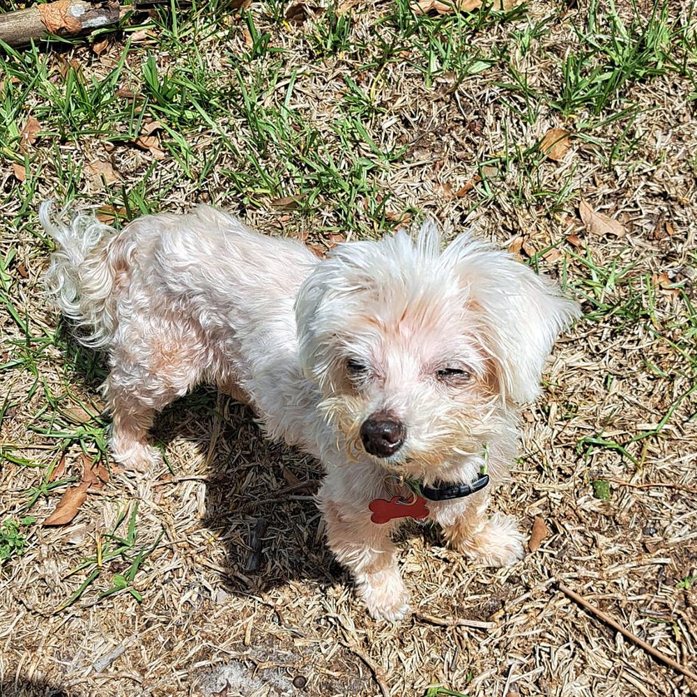 Enlarge Daisy, a Adoptable mixed breed in Orlando, FL image 5/5