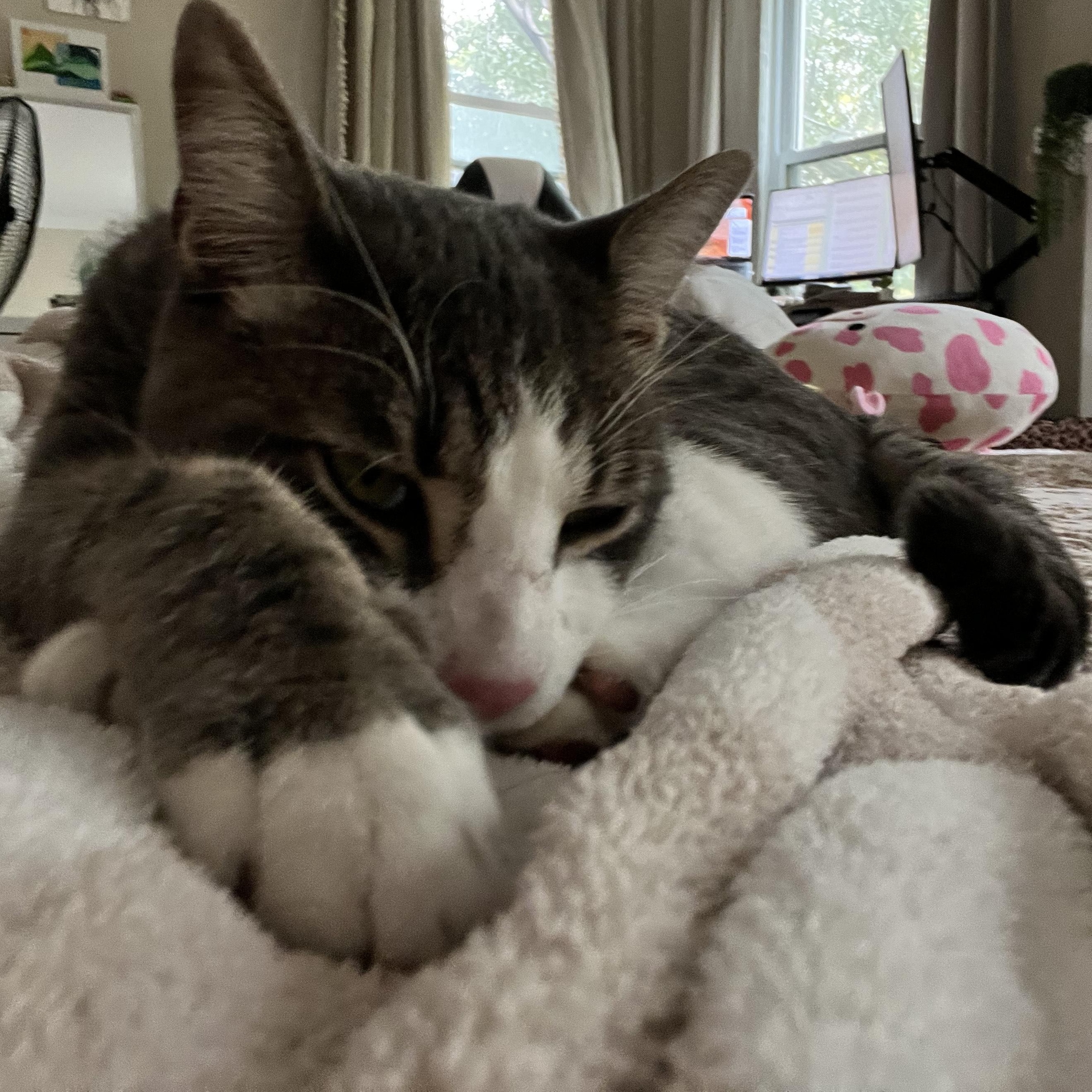 Enlarge Zibibbo, a Adoptable mixed breed in Chicago, IL image 3/5