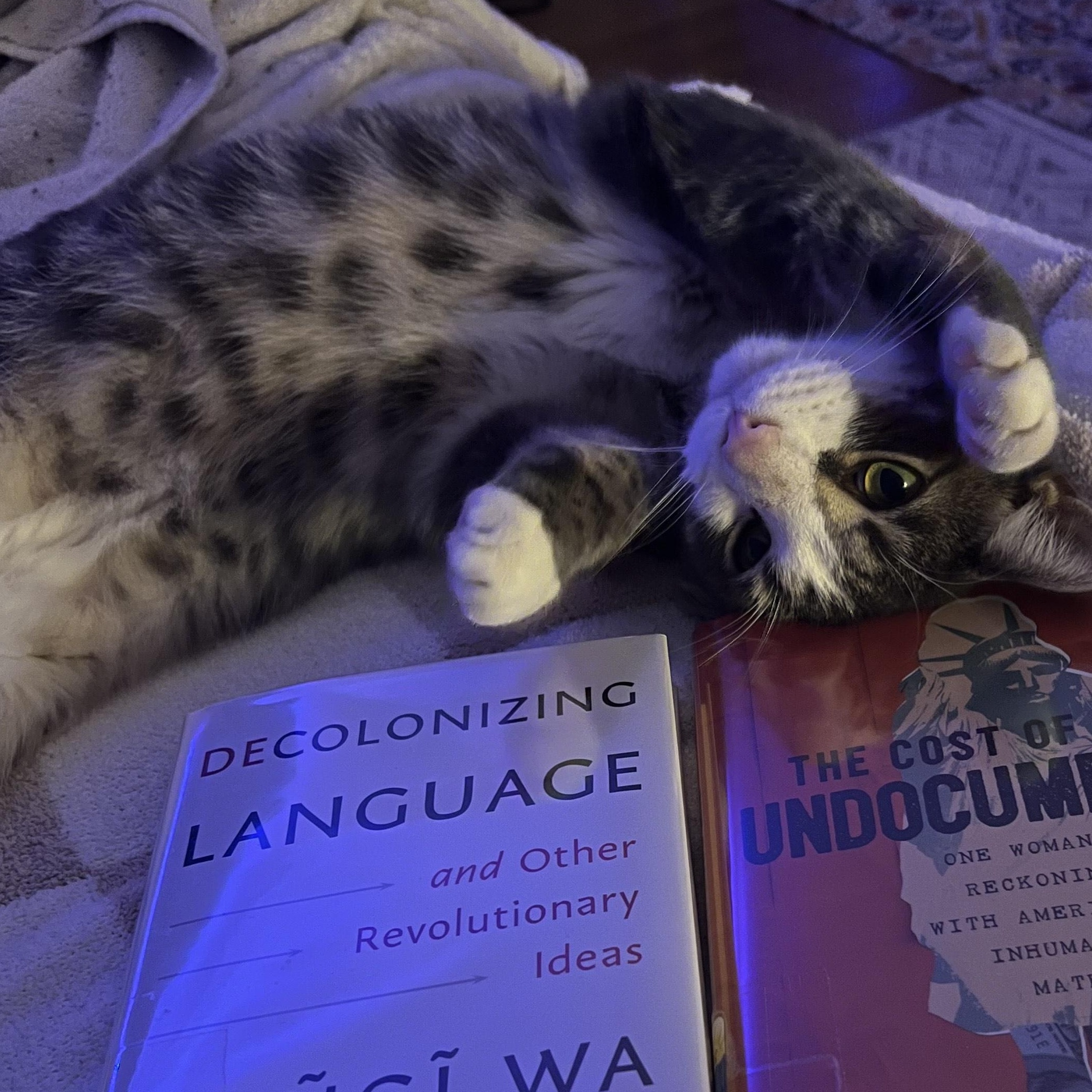 Enlarge Zibibbo, a Adoptable mixed breed in Chicago, IL image 2/5