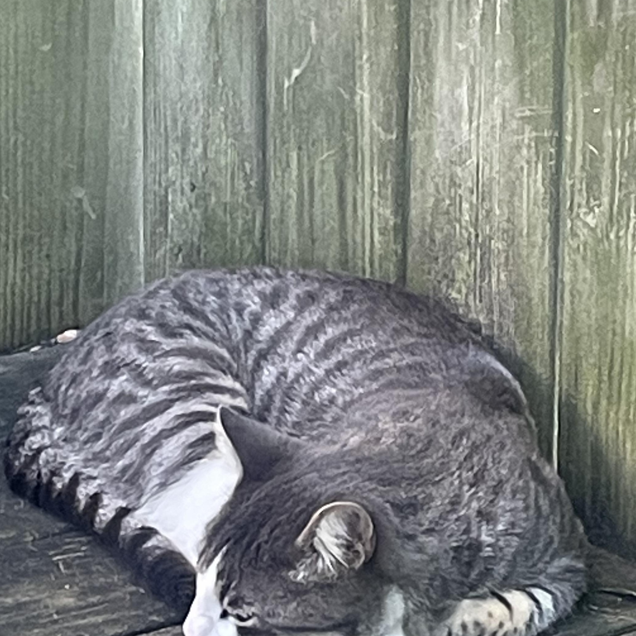 Zibibbo, Adoptable, Young Male Domestic Short Hair.