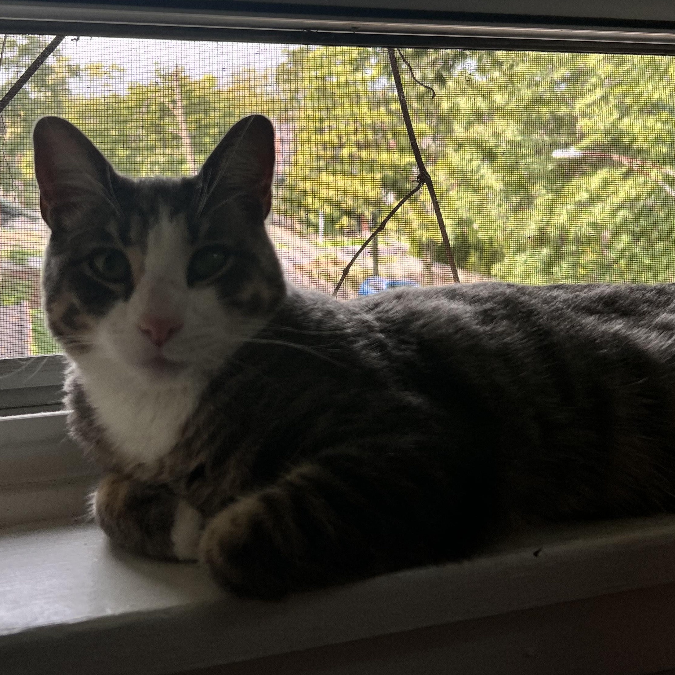 Enlarge Zibibbo, a Adoptable mixed breed in Chicago, IL image 4/5