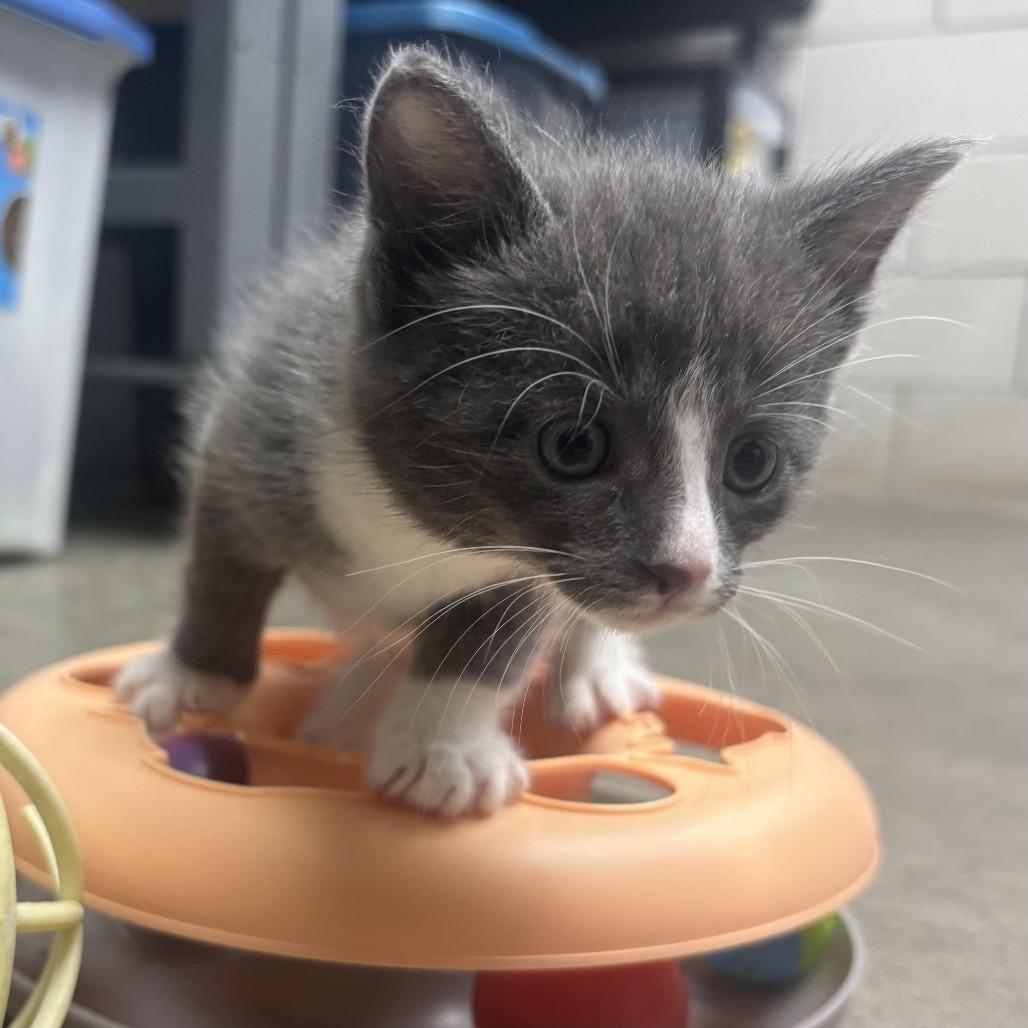 Niko, Adoptable, Kitten Male Domestic Short Hair.