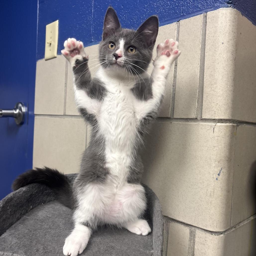 Niko, a Adoptable Domestic Short Hair in Waynesburg, PA image 2/4