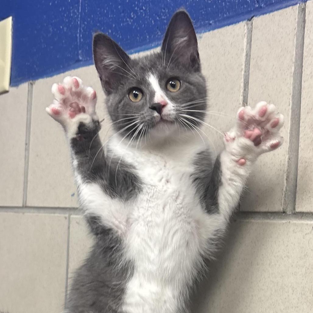 Enlarge Niko, a Adoptable Domestic Short Hair in Waynesburg, PA image 4/4