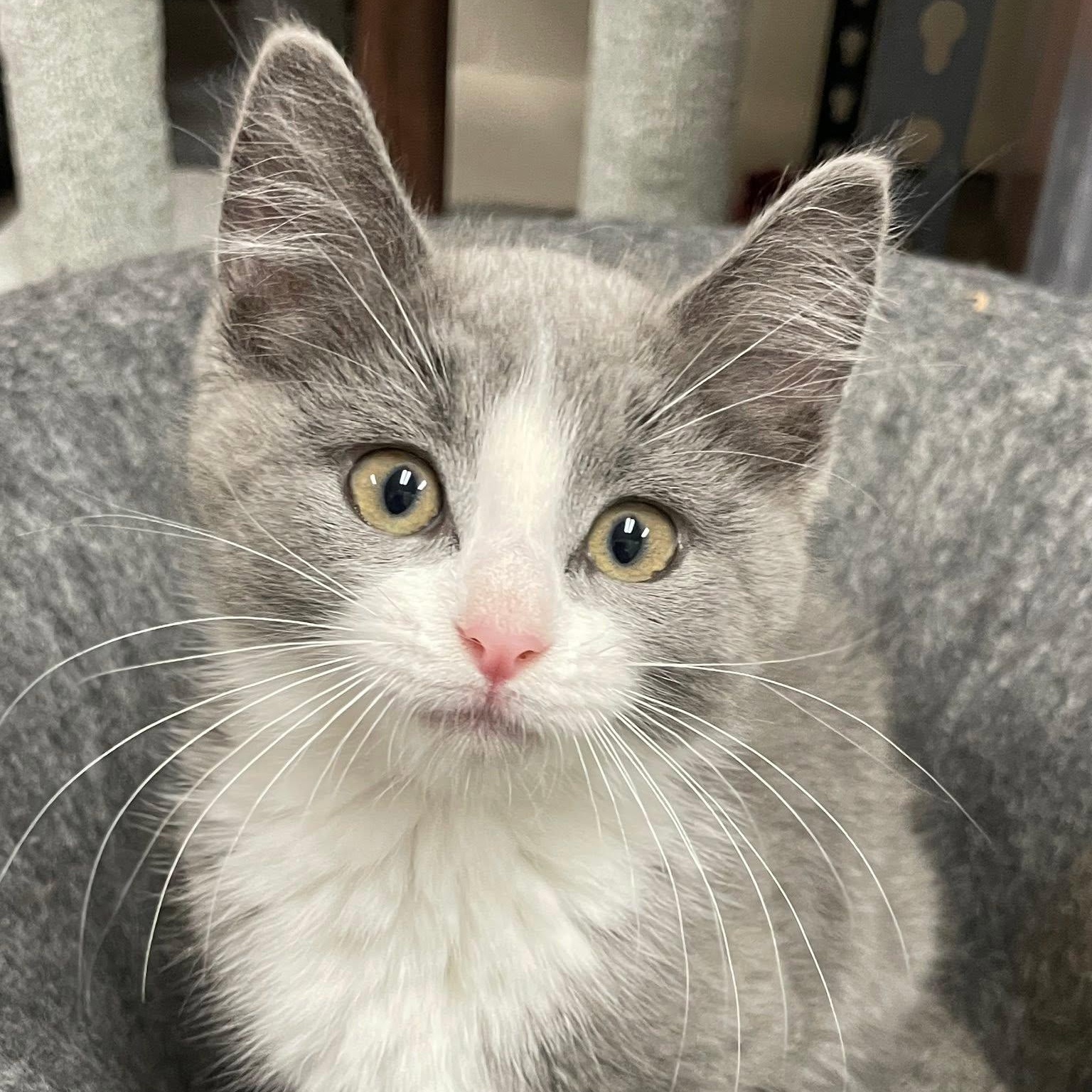 Ashley, adopted, Kitten Female Domestic Short Hair.