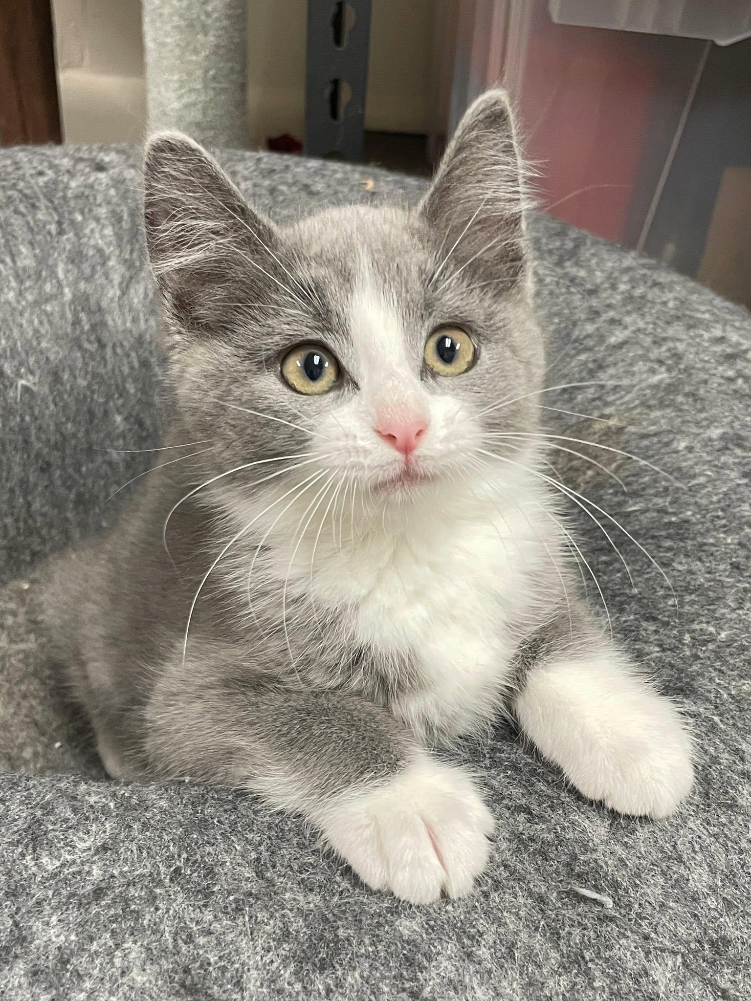 Ashley, an adopted Domestic Short Hair in Sterling Heights, MI image 2/3