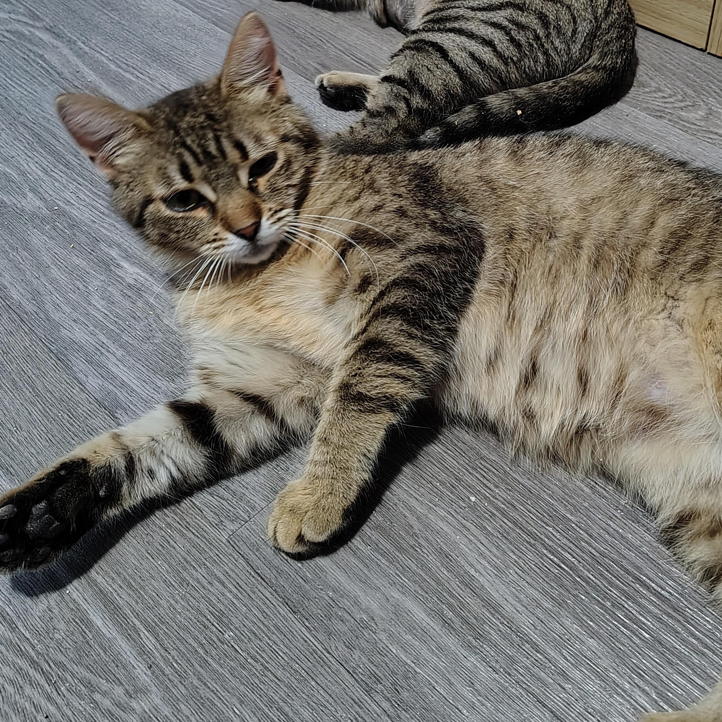 Bathsheba, ADOPTABLE, Young Female Domestic Short Hair.