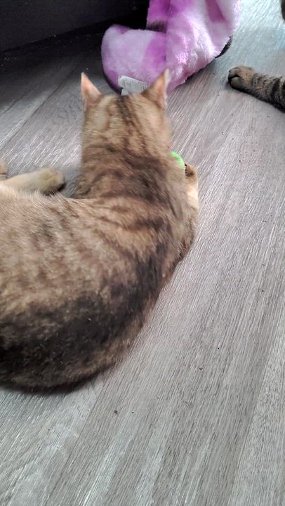 Enlarge Bathsheba, a ADOPTABLE Domestic Short Hair in Ionia, MI video 2/2