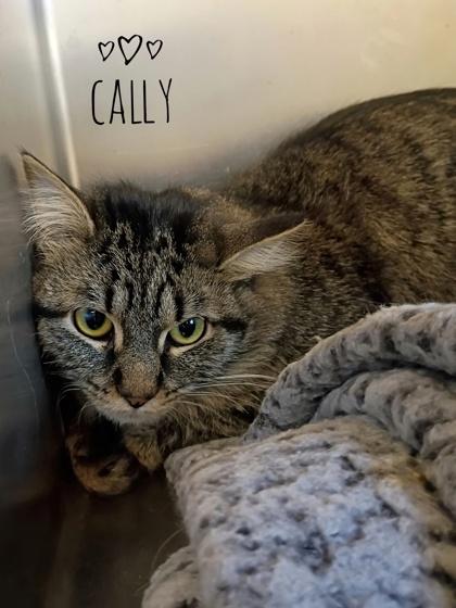 Enlarge Cally, a Adoptable mixed breed in Rhinelander, WI image 1/1