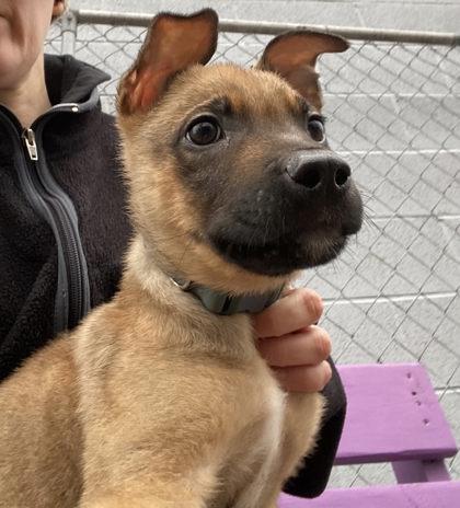 Enlarge Cat in the Hat, a Adoptable mixed breed in Hobart, IN image 1/3