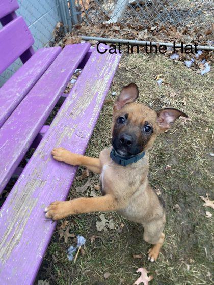 Enlarge Cat in the Hat, a Adoptable mixed breed in Hobart, IN image 3/3