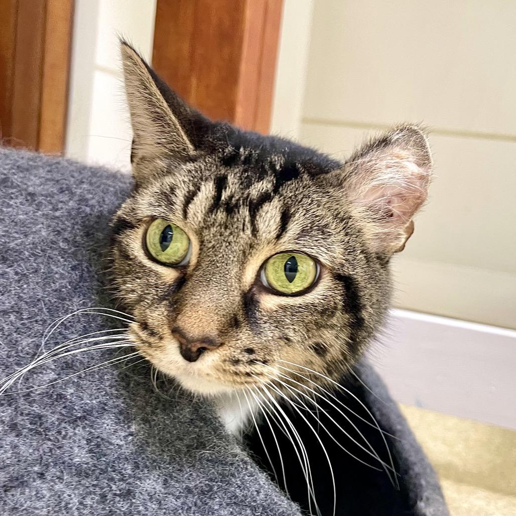Pancakes, Adoptable, Adult Female Domestic Short Hair.