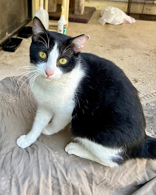 Spot, adopted, Adult Male Tuxedo.