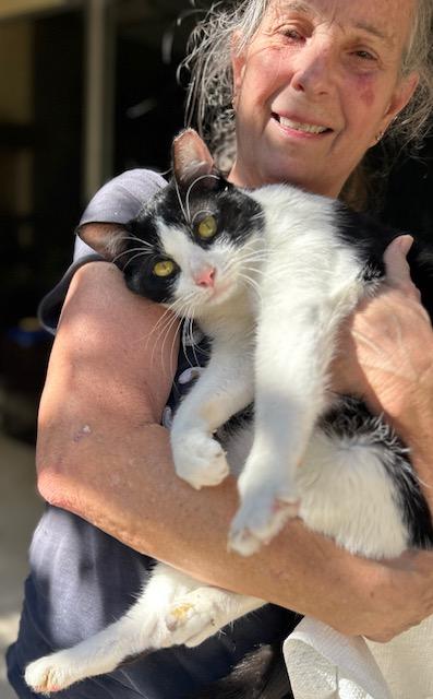 Enlarge Spot, a Adoptable Tuxedo in Boca Raton, FL image 2/4