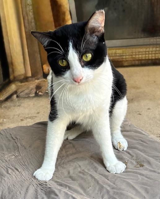 Enlarge Spot, a Adoptable Tuxedo in Boca Raton, FL image 3/4
