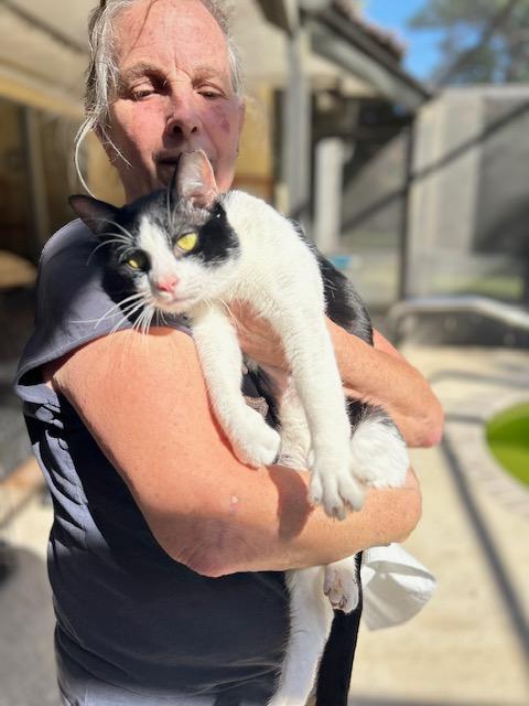 Spot, Adoptable, Adult Male Tuxedo.