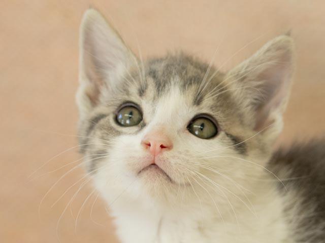 Gamma, a ADOPTABLE mixed breed in Republic, WA image 1/5