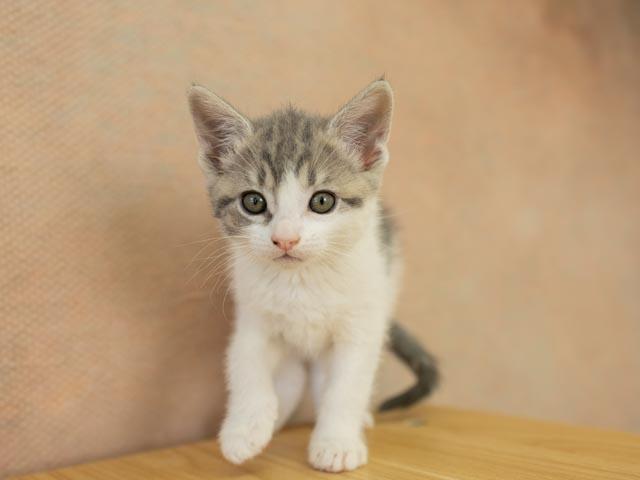 Gamma, a ADOPTABLE mixed breed in Republic, WA image 5/5