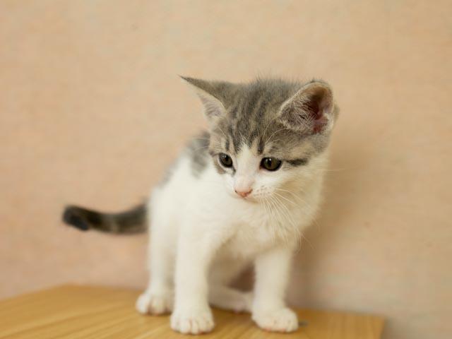 Gamma, a ADOPTABLE mixed breed in Republic, WA image 2/5