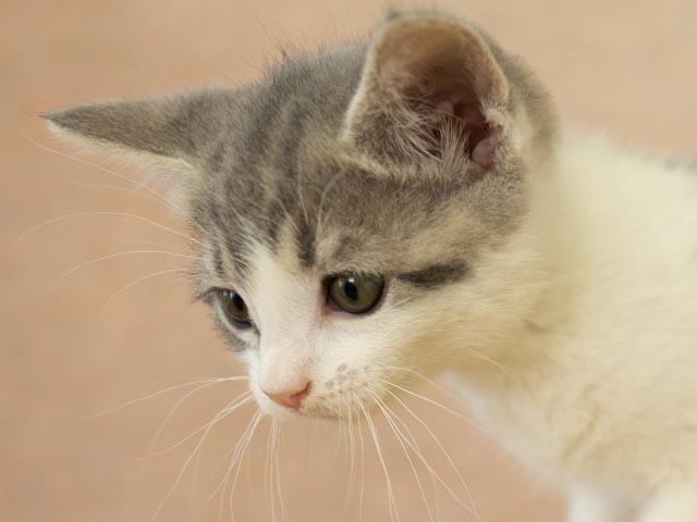 Gamma, a ADOPTABLE mixed breed in Republic, WA image 3/5