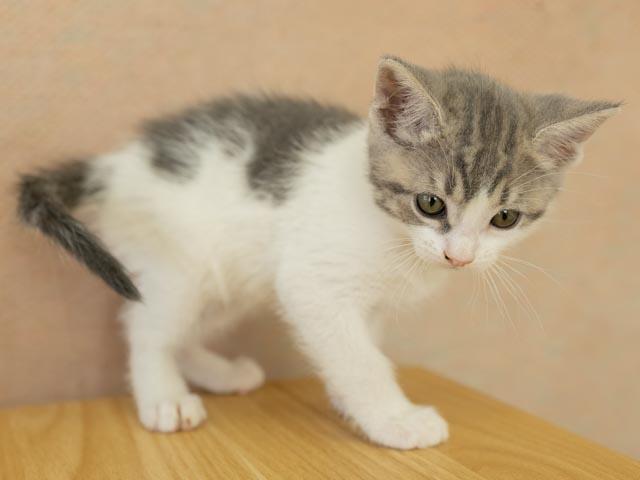 Gamma, a ADOPTABLE mixed breed in Republic, WA image 4/5