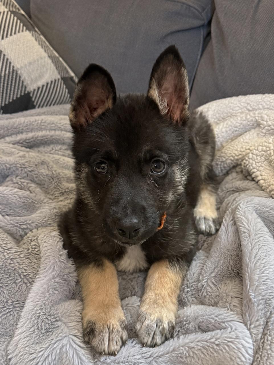 Asha, a ADOPTABLE mixed breed in Richmond, VA image 2/5