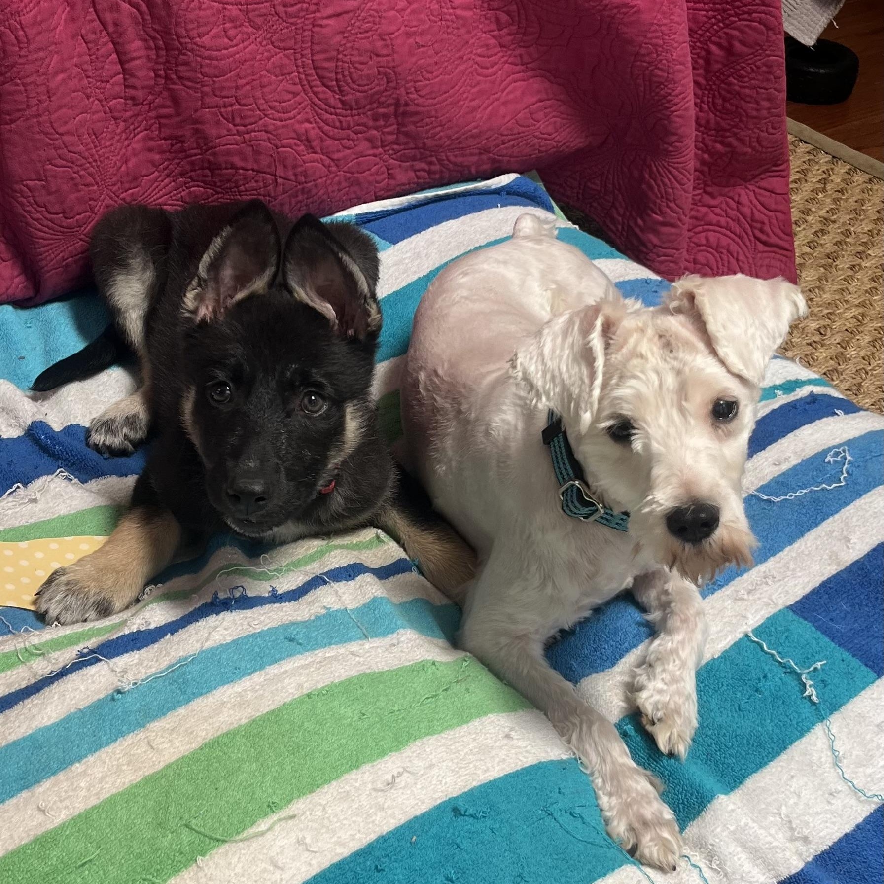 Asha, a ADOPTABLE mixed breed in Richmond, VA image 3/5