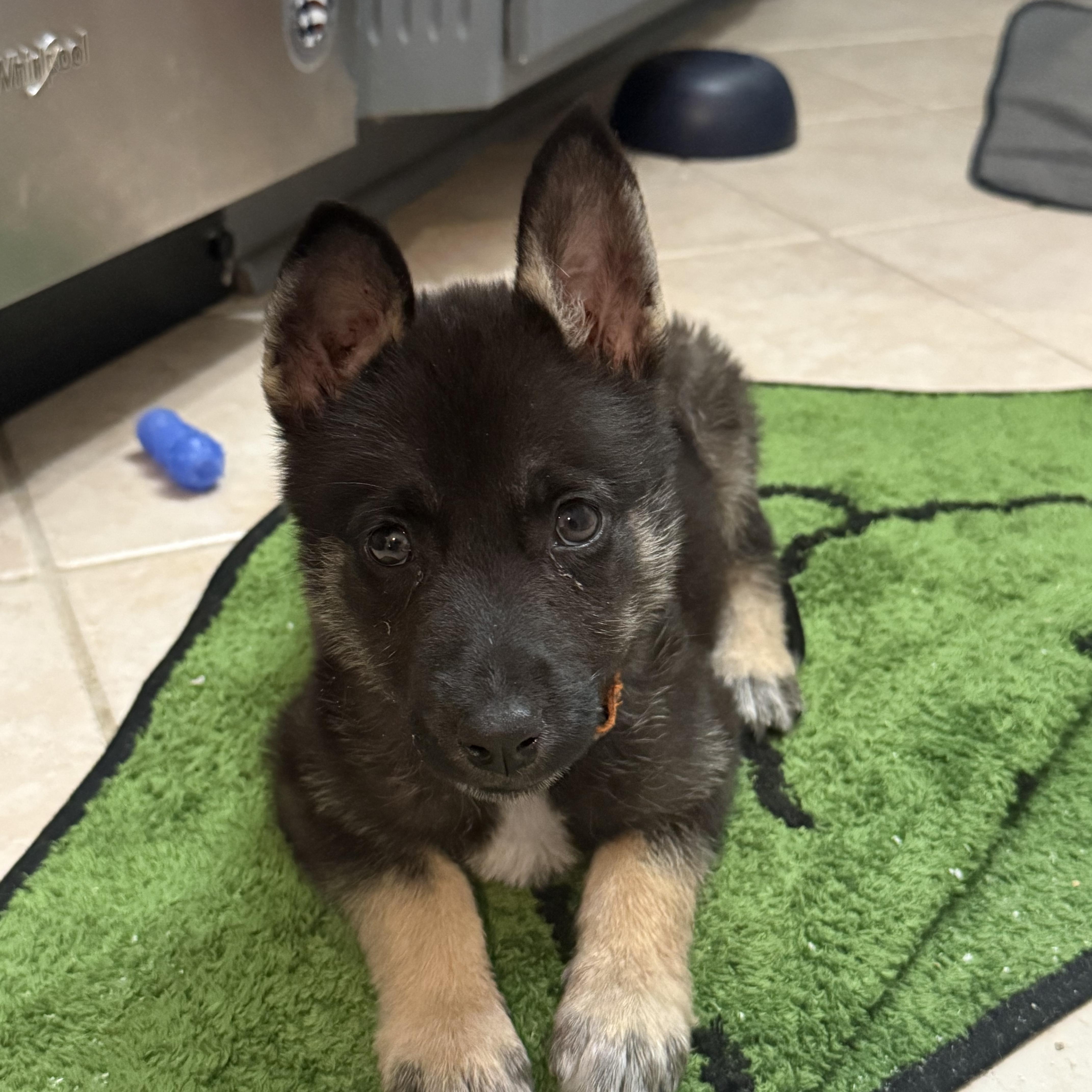 Asha, a ADOPTABLE mixed breed in Richmond, VA image 5/5
