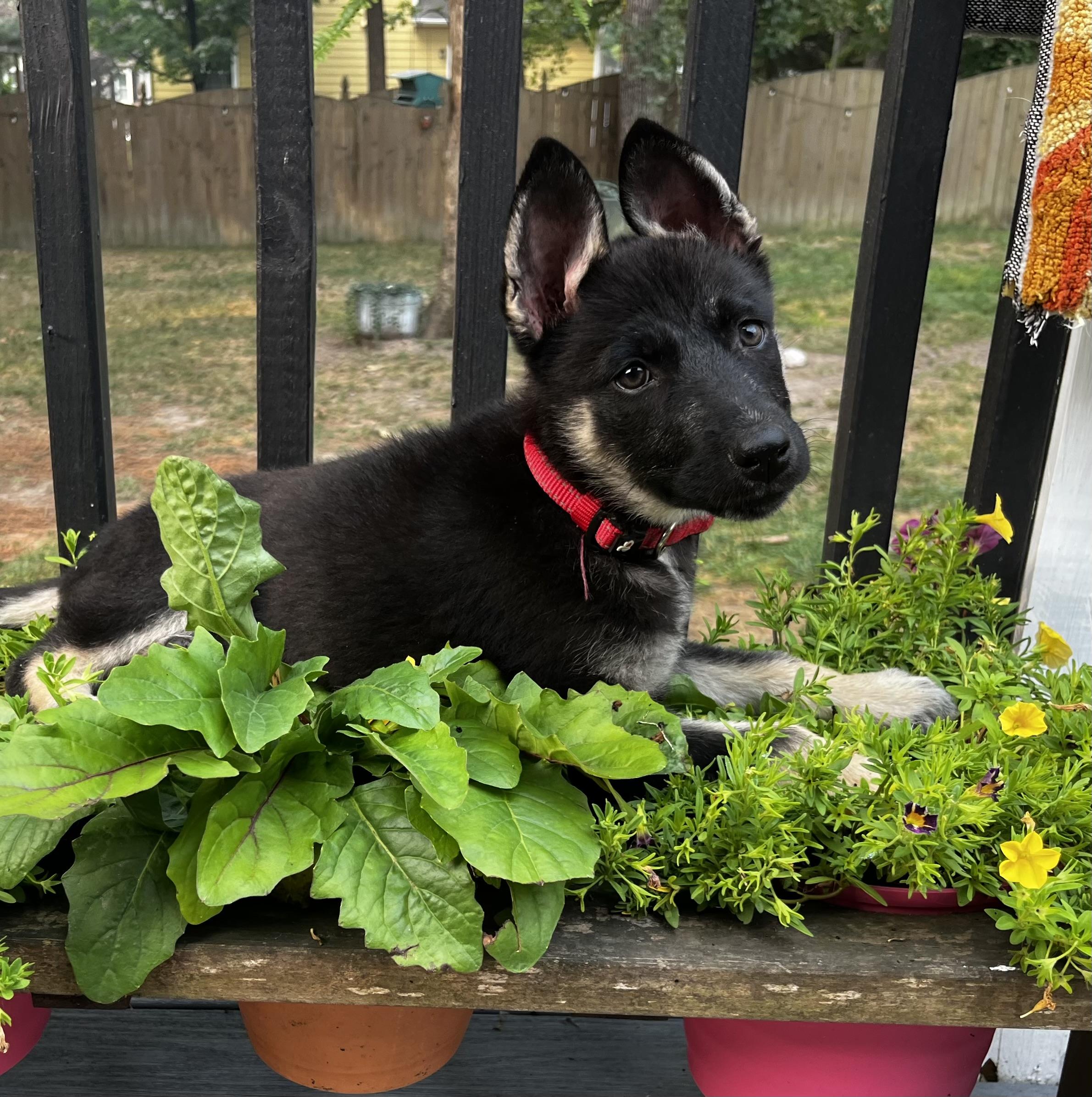Asha, a ADOPTABLE mixed breed in Richmond, VA image 1/5