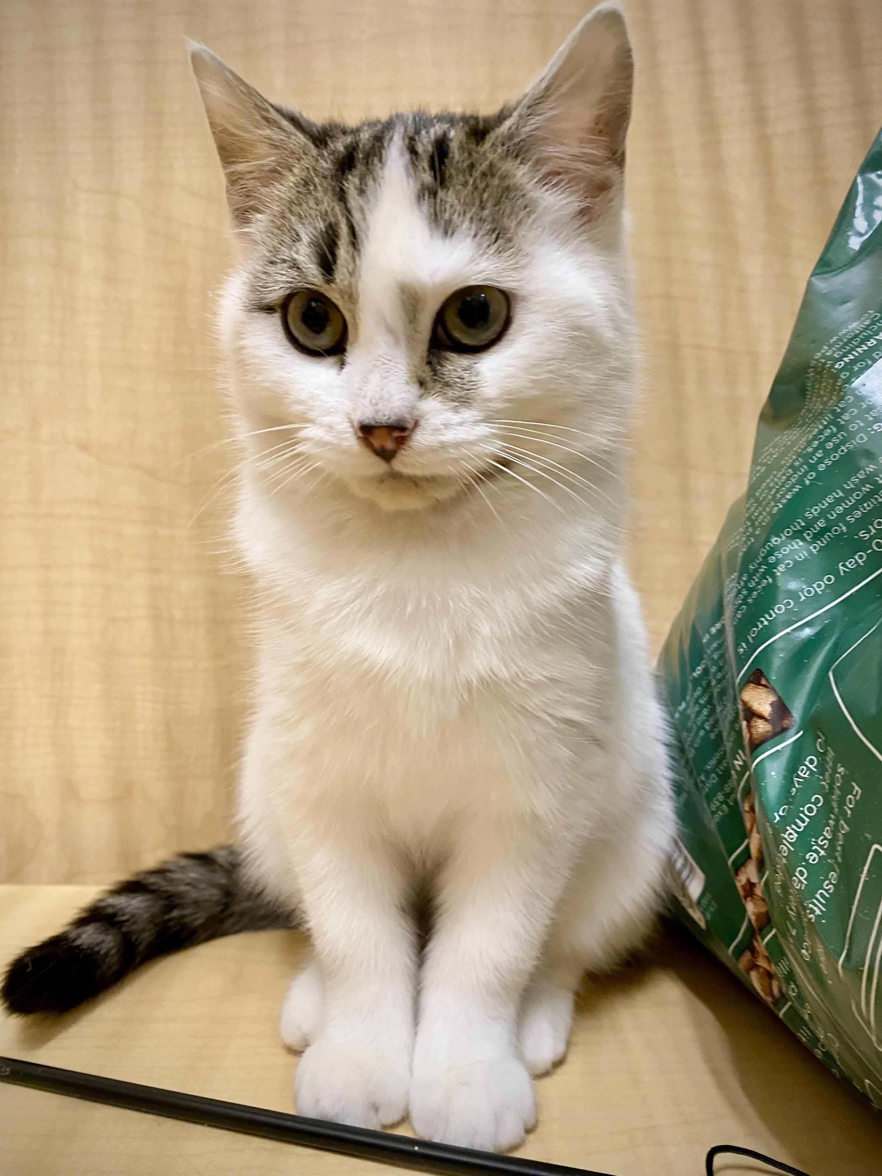 Enlarge Ophelia, an adopted Domestic Short Hair in Woburn, MA image 2/6