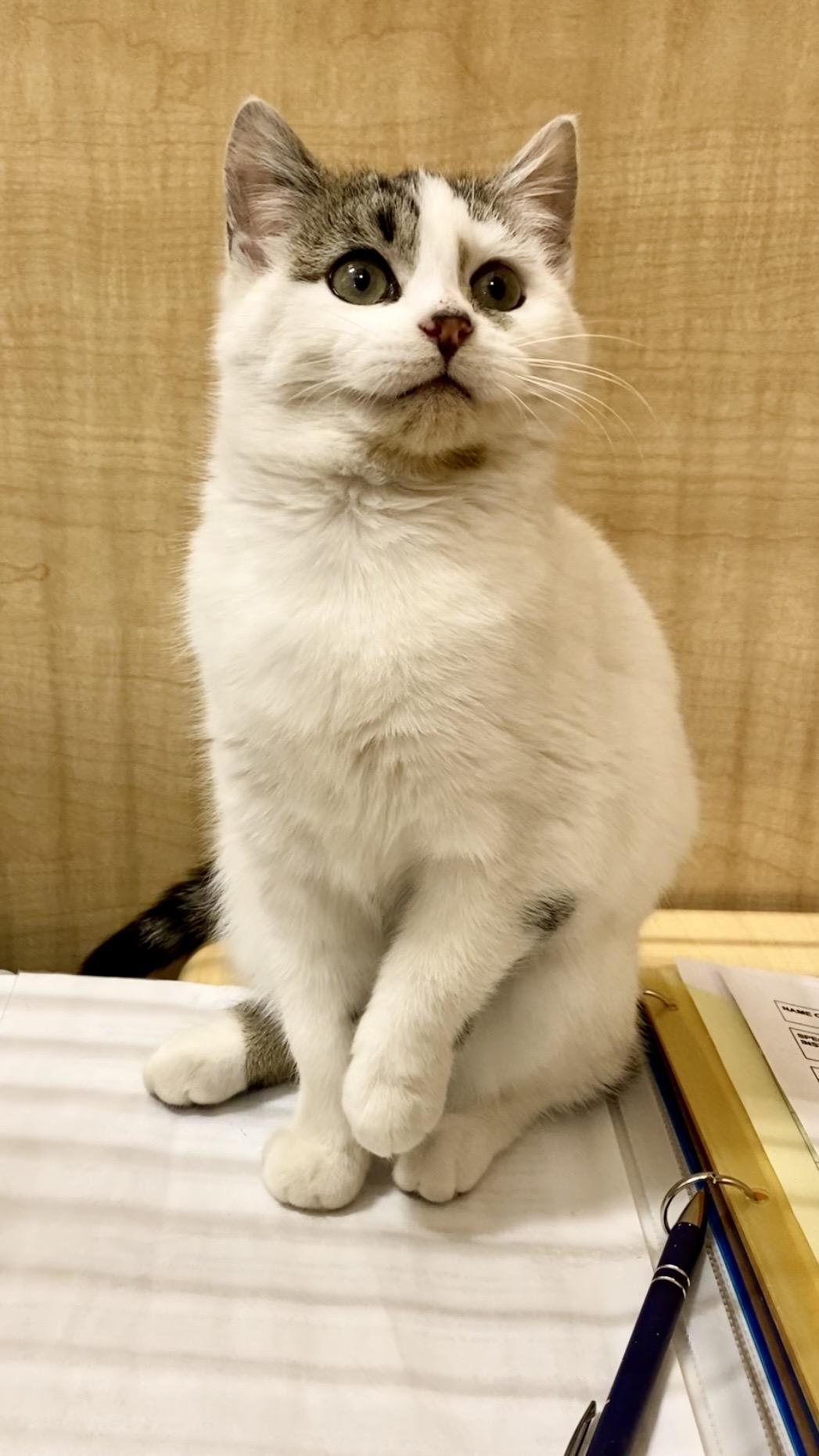 Enlarge Ophelia, an adopted Domestic Short Hair in Woburn, MA image 3/6