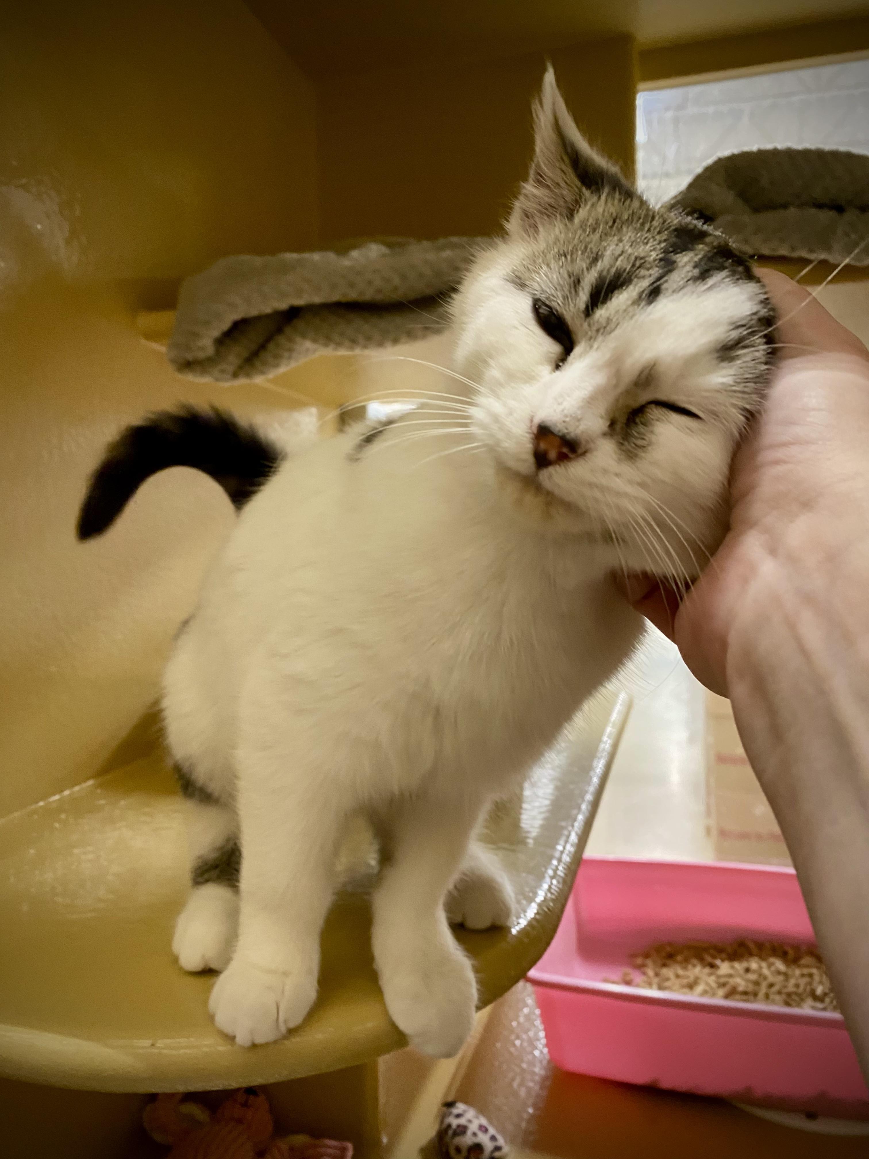 Enlarge Ophelia, an adopted Domestic Short Hair in Woburn, MA image 4/6