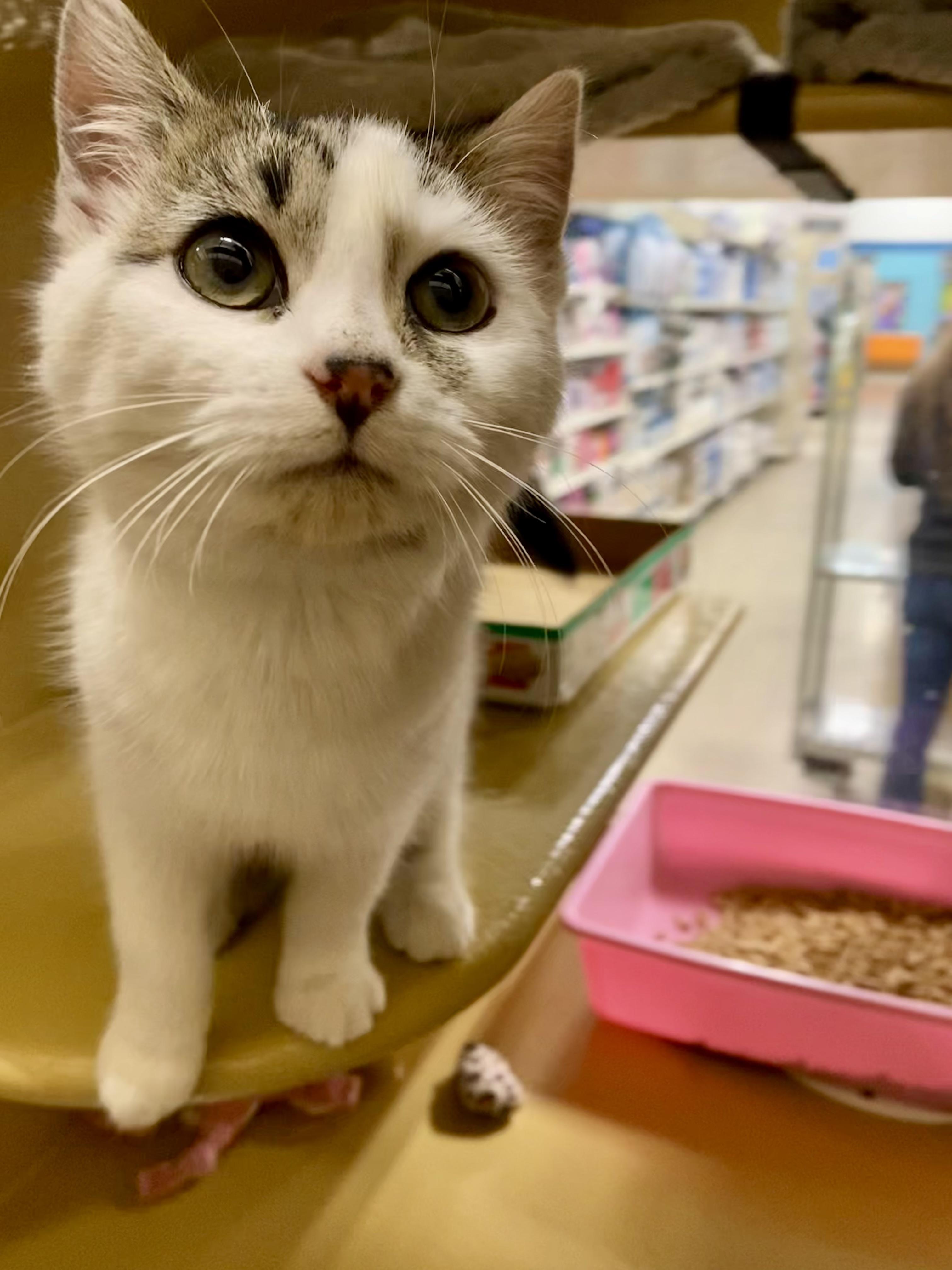 Ophelia, adopted, Kitten Female Domestic Short Hair.