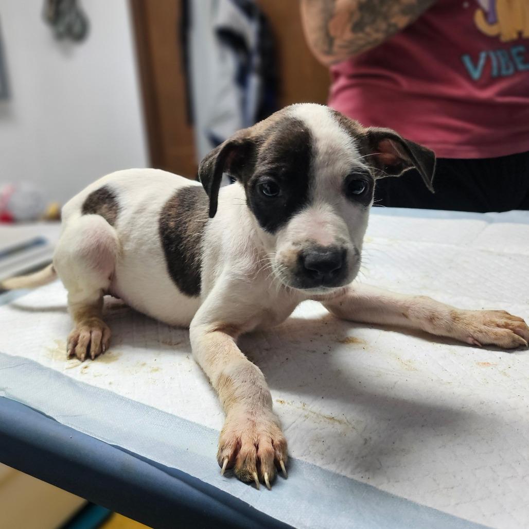 Oreo, Adoptable, Puppy Female Rhodesian Ridgeback.