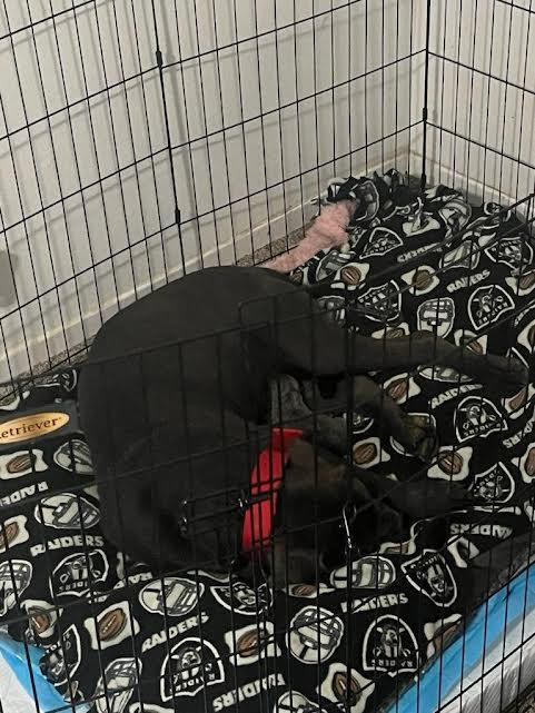 Enlarge Alice, a Adoptable mixed breed in Riverside, CA image 3/3