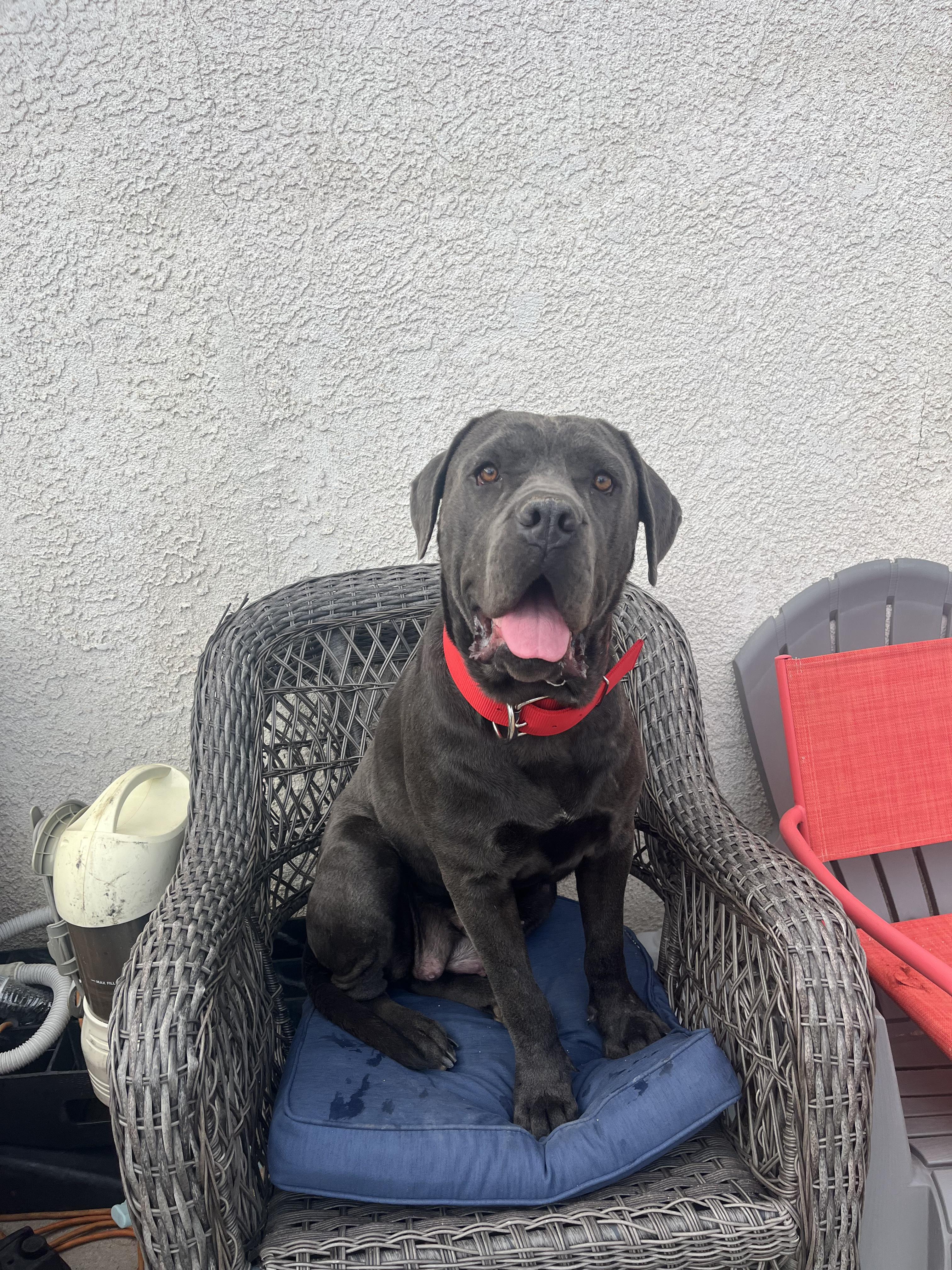 Alice, Adoptable, Young Female Cane Corso & Mastiff.