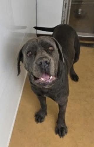 Enlarge Alice, a Adoptable mixed breed in Riverside, CA image 2/3