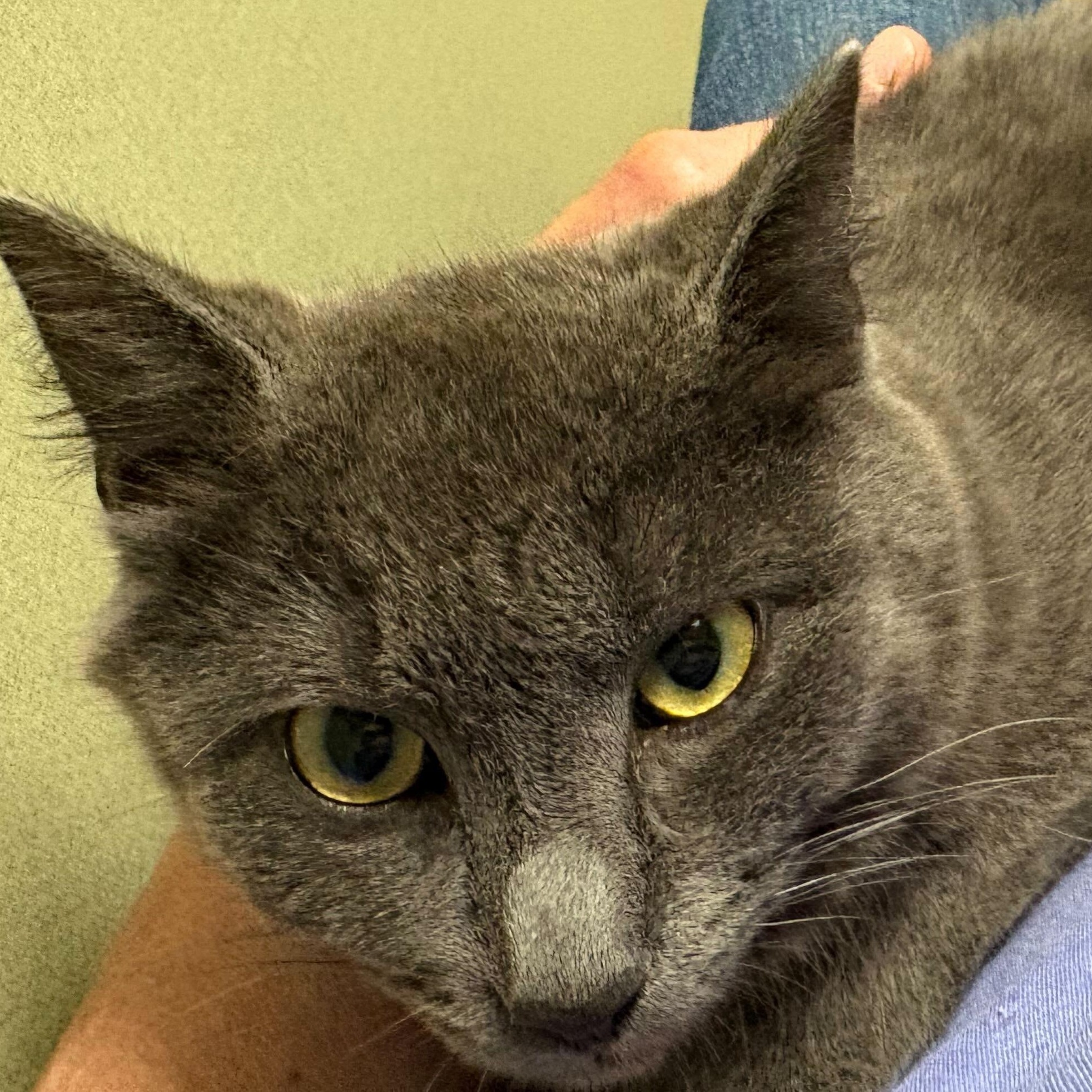 Enlarge Peter Murphy, a ADOPTABLE Domestic Short Hair in Dubuque, IA image 2/3