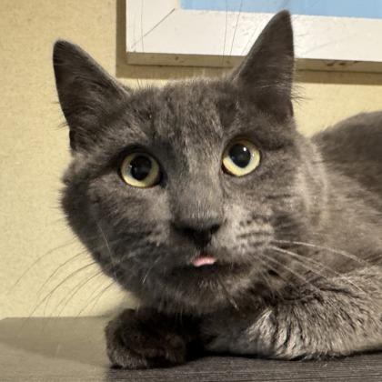 Peter Murphy, ADOPTABLE, Adult Male Domestic Short Hair.