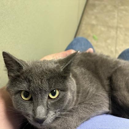 Enlarge Peter Murphy, a ADOPTABLE Domestic Short Hair in Dubuque, IA image 3/3