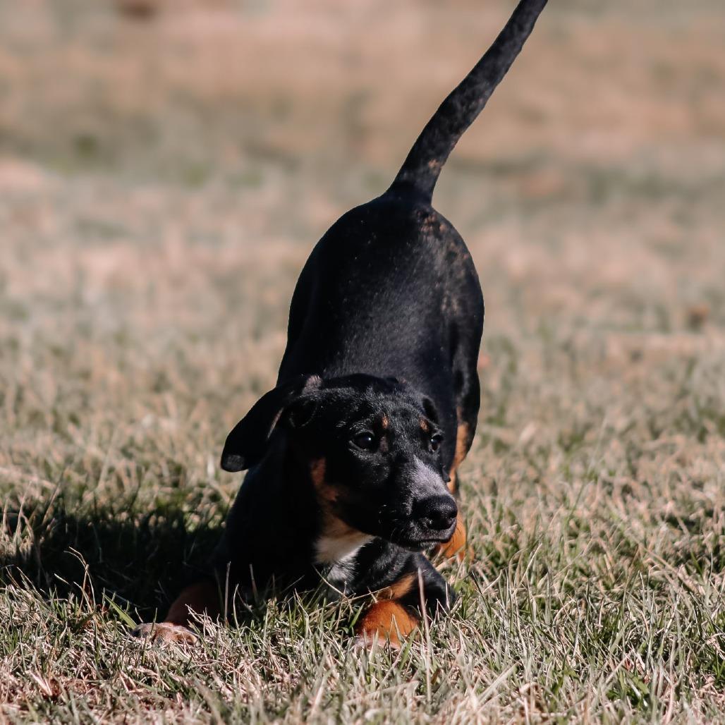 Kyra aka "Hazel", Adoptable, Adult Female Black Labrador Retriever & Mixed Breed.
