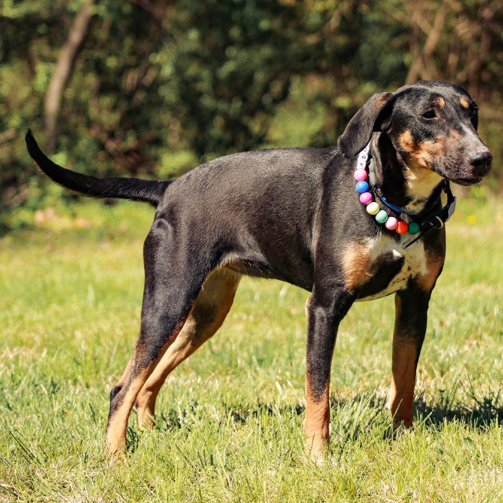 Enlarge Kyra aka "Hazel", a Adoptable mixed breed in Madisonville, KY image 6/6