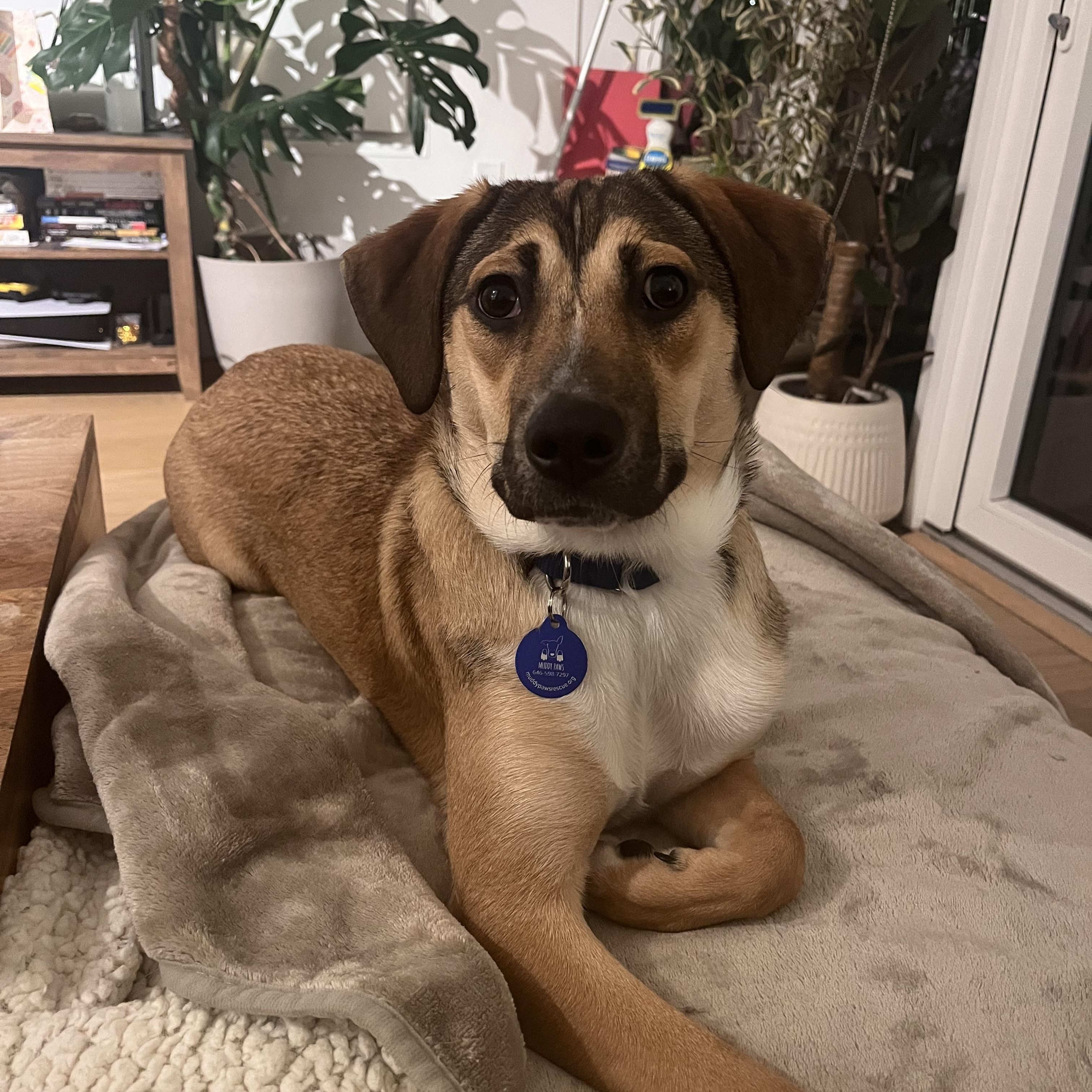 Enlarge Zoe, a ADOPTABLE Mixed Breed in Matawan, NJ image 3/3