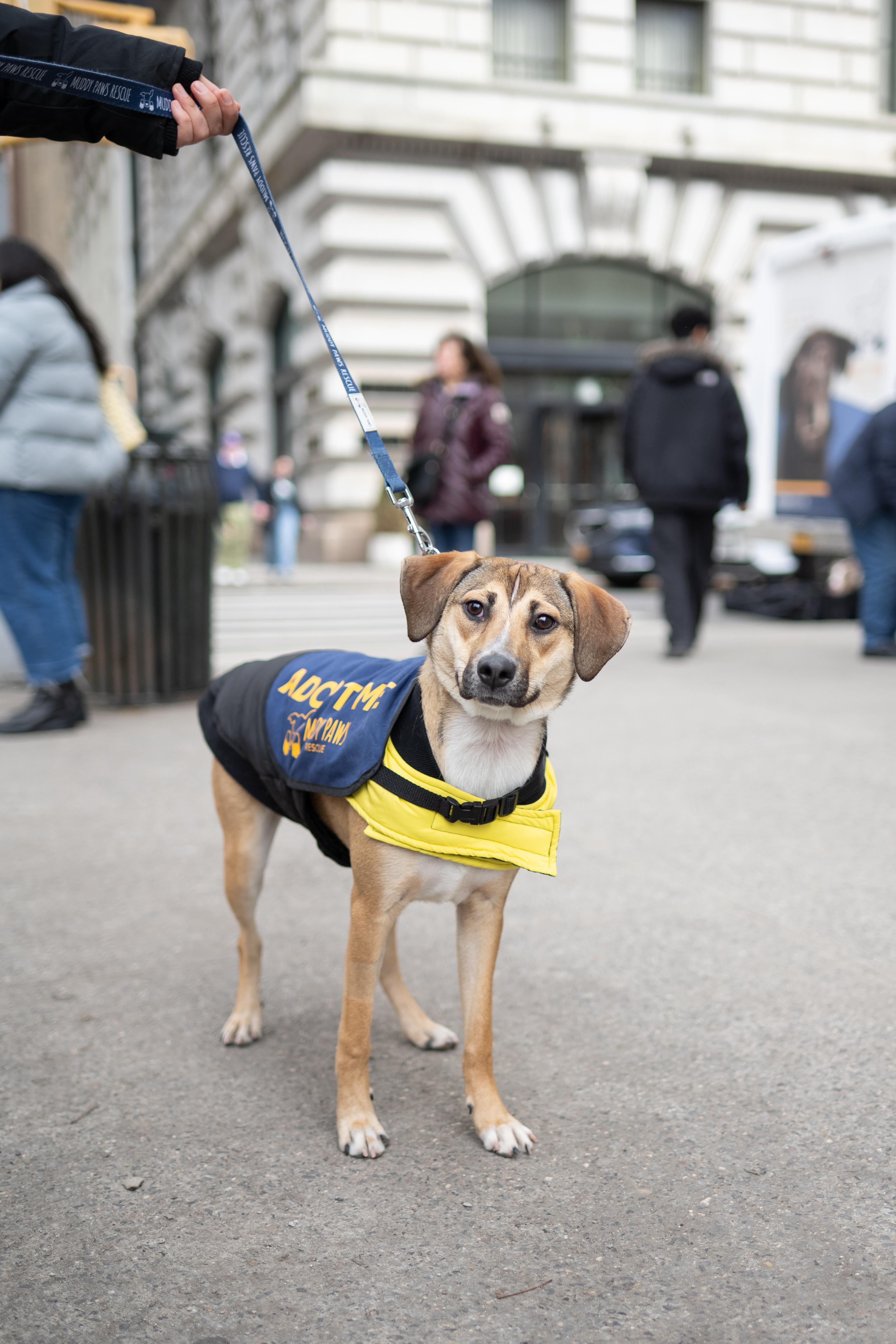 Enlarge Zoe, a ADOPTABLE Mixed Breed in Matawan, NJ image 2/3