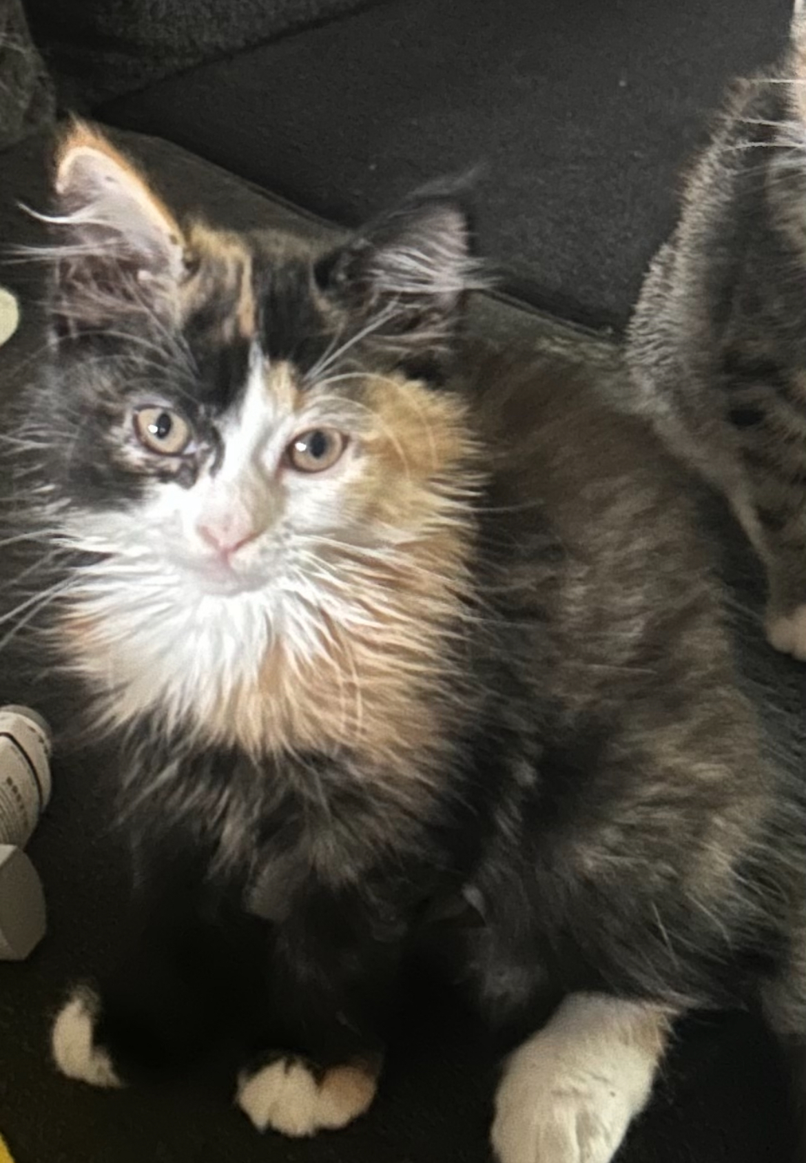 Wellsley, Adopted, Young Female Domestic Long Hair & Calico.